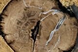 Wide Petrified Wood (Schinoxylon) Limb - Blue Forest, Wyoming #145292-2